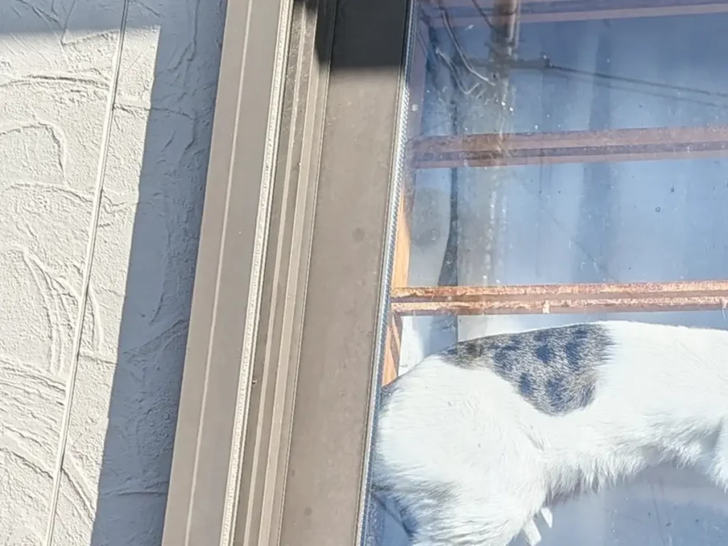 障子で遊ぶ猫の写真