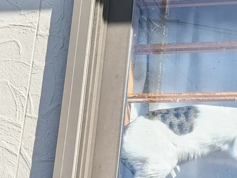 障子で遊ぶ猫の写真