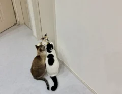 「出待ちしているみたい」「スターでもいるの？」　トイレの扉の前で？