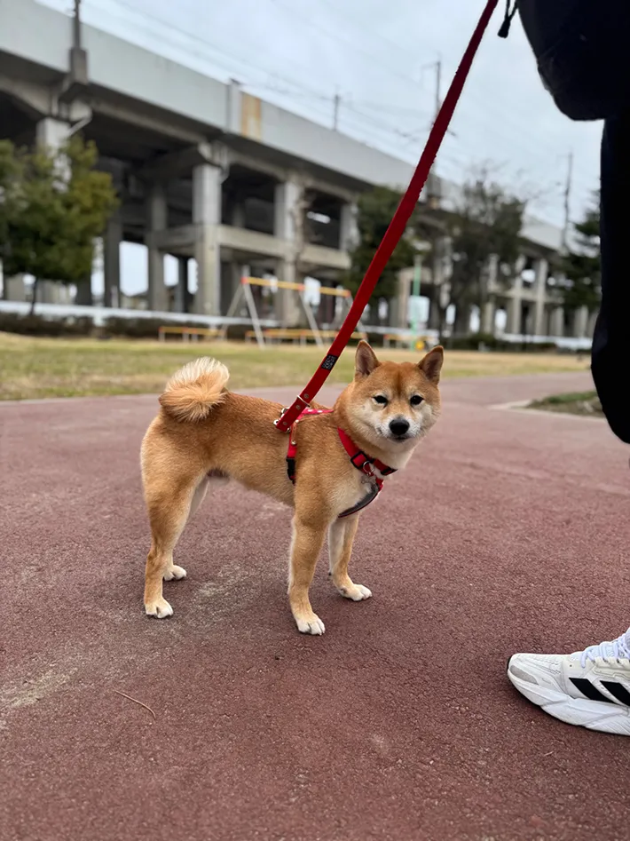 柴犬の写真