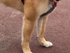 見知らぬマダムに「かわいい」と言われ？　柴犬が見せた表情が…「完全に言葉を理解してる」