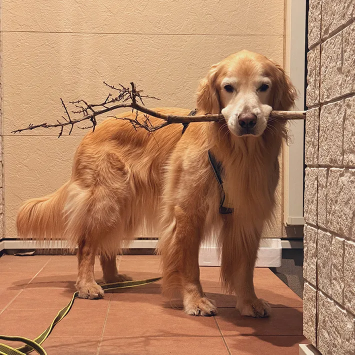 ゴールデンレトリバーの写真