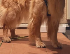 ゴールデンレトリバーの写真