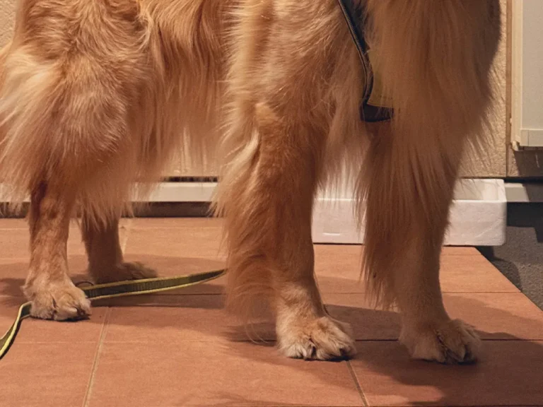 ゴールデンレトリバーの写真