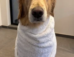 お風呂後のゴールデンレトリバーの写真