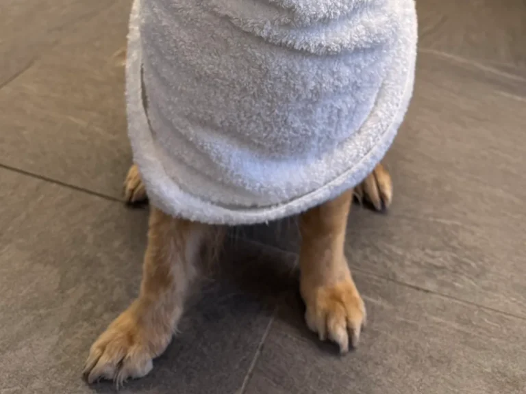 お風呂後のゴールデンレトリバーの写真