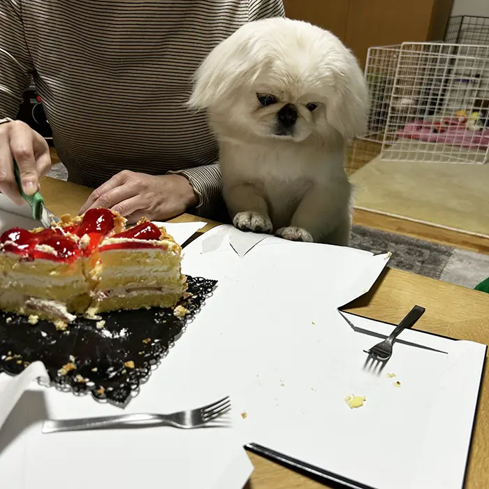 ケーキを見つめる犬の写真