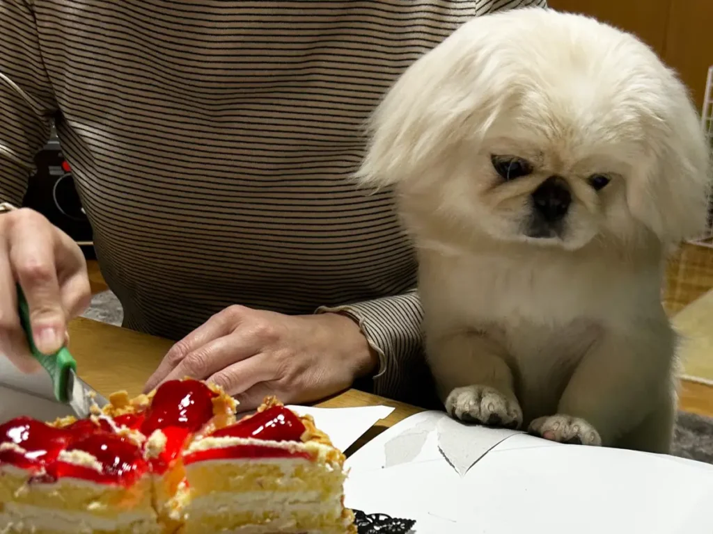 ケーキを見つめる犬の写真
