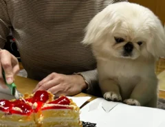 犬の前でケーキを切り分け　飼い主がふと横を見ると？「そっち！？」「賢さにお手上げ」