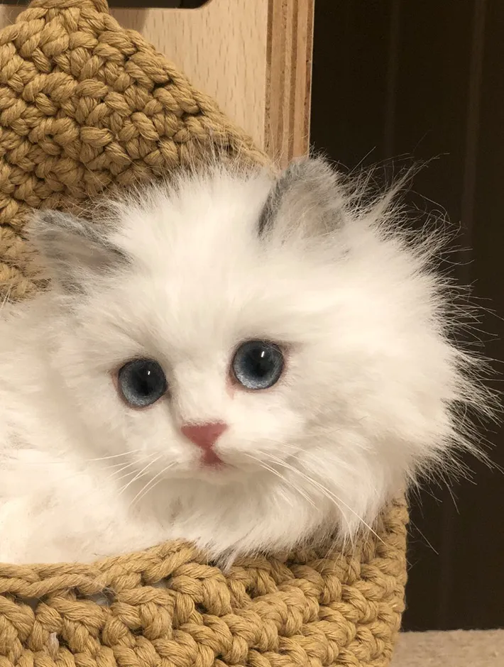 本物みたいな猫の作品