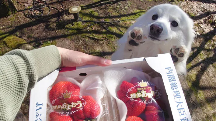犬とイチゴ