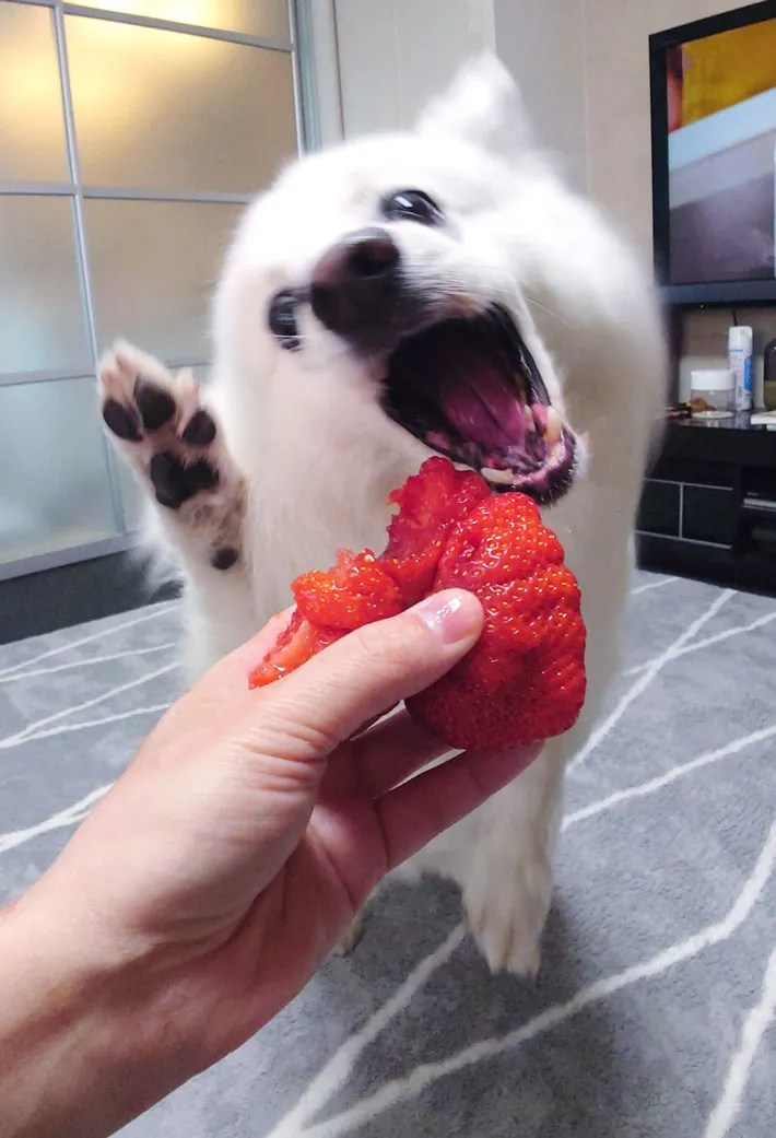 イチゴを食べる犬