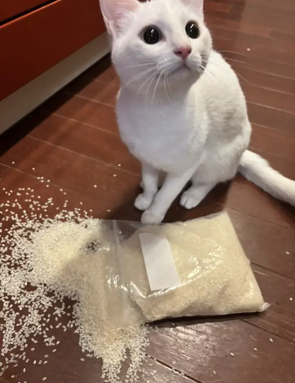 いたずらをする猫の写真