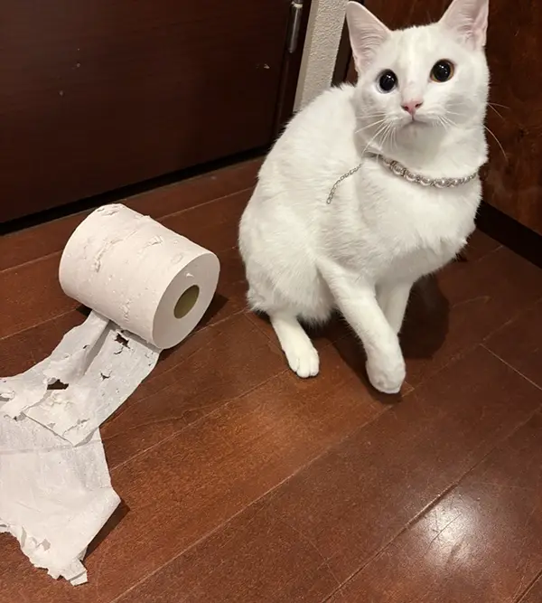 いたずらをする猫の写真