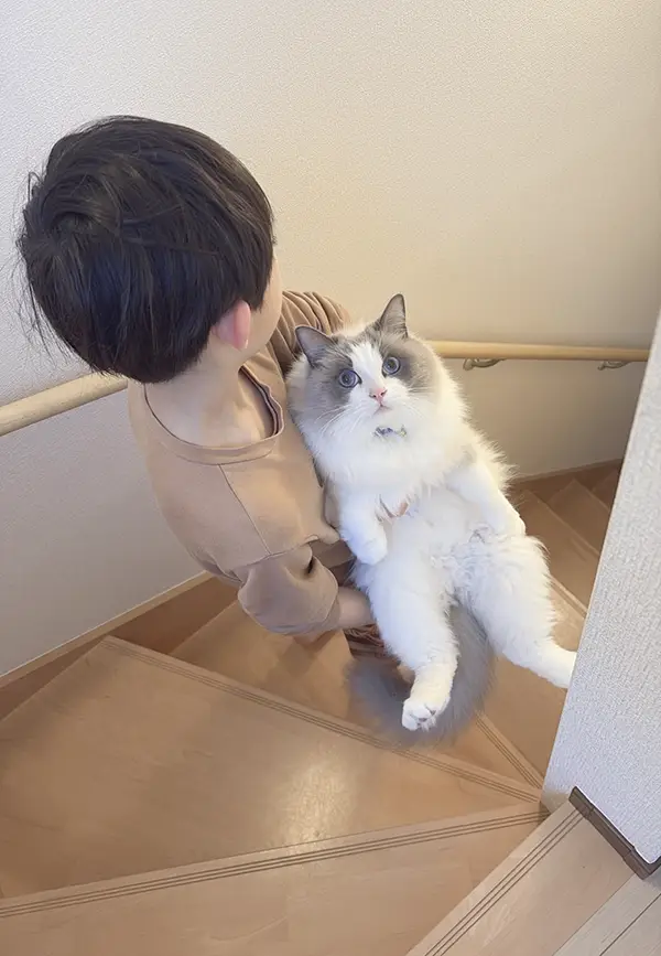 ラグドールを抱える子供の写真