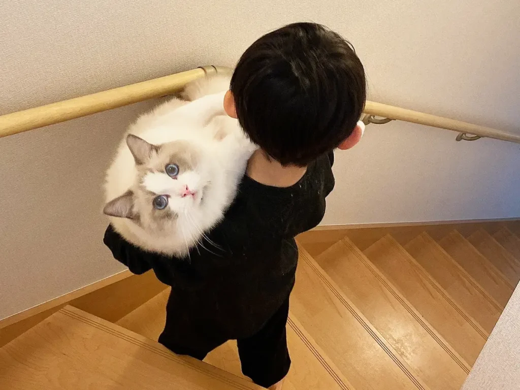 ラグドールを抱える子供の写真