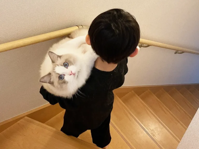 ラグドールを抱える子供の写真