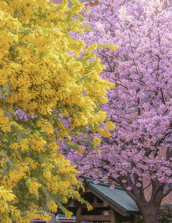 ミモザと河津桜の写真