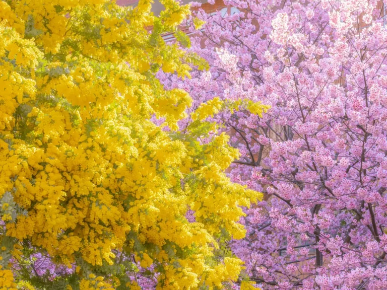 ミモザと河津桜の写真