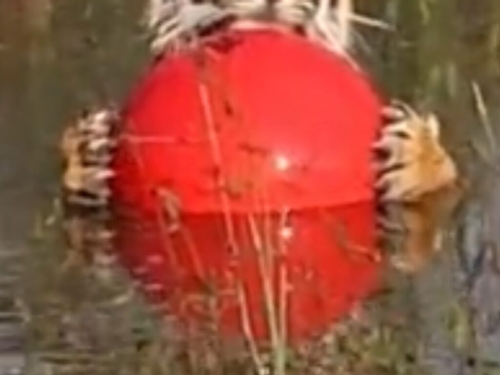 ボールで遊ぶトラの写真