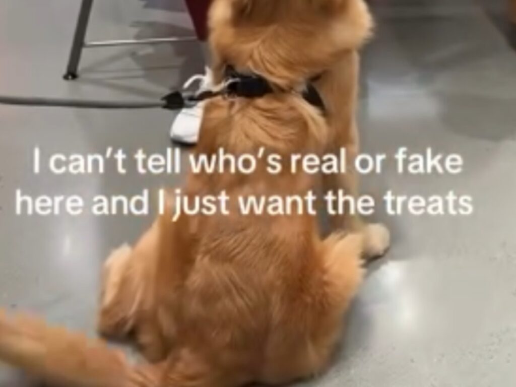 おやつをねだる犬の写真