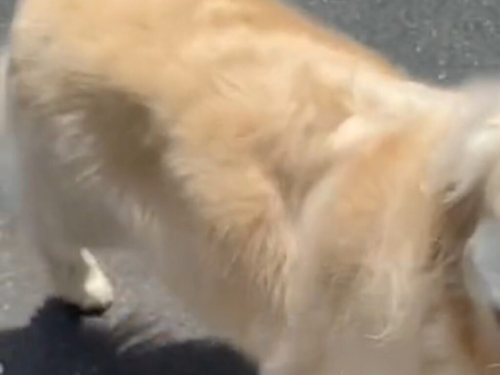 散歩をするゴールデンレトリバーの写真