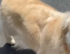 散歩をするゴールデンレトリバーの写真