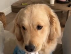 ゴールデンレトリバーの写真