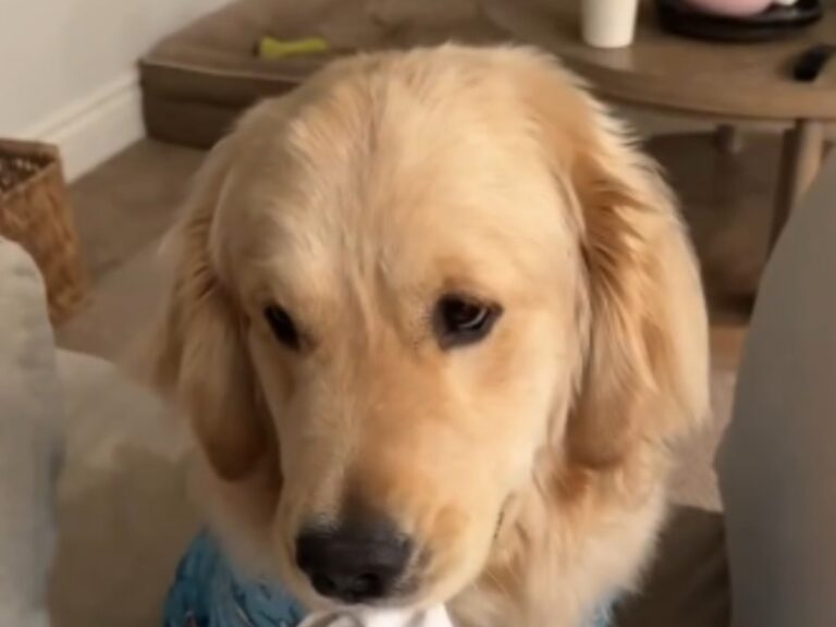 ゴールデンレトリバーの写真