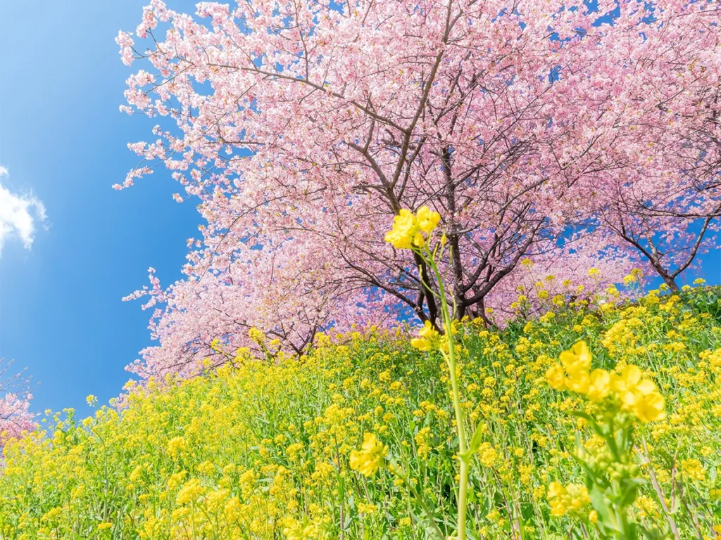 スカーレットさん撮影の写真