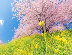 『群馬県が誇る春の三原色』　青空・桜・菜の花が織りなす圧倒的な絶景写真