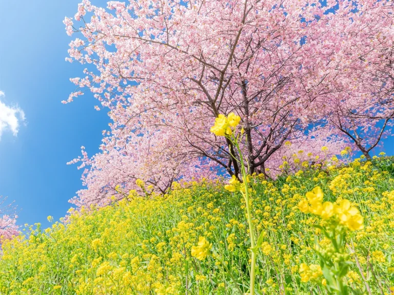 スカーレットさん撮影の写真