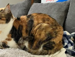 なんの変哲もない猫の写真、と思いきや…　全貌に「声出して笑った」「完全に仕留めにきている」