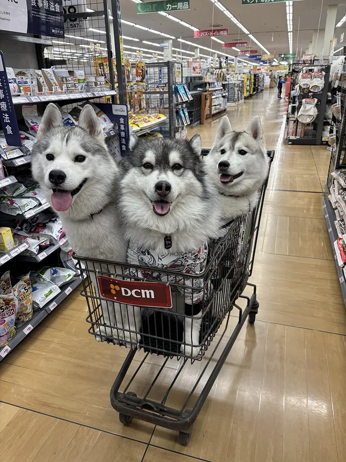 カートに乗る3匹のハスキーの写真
