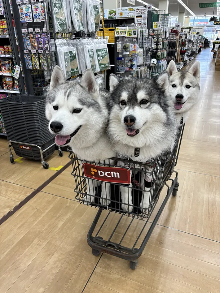 カートに乗る3匹のハスキーの写真