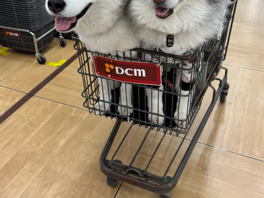 カートに乗る3匹のハスキーの写真