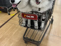 カートに乗る3匹のハスキーの写真