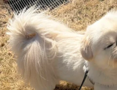 散歩中、芝で立ち止まって…？　犬が見せた姿に「なんというかわいさ」「全身で味わっているね」