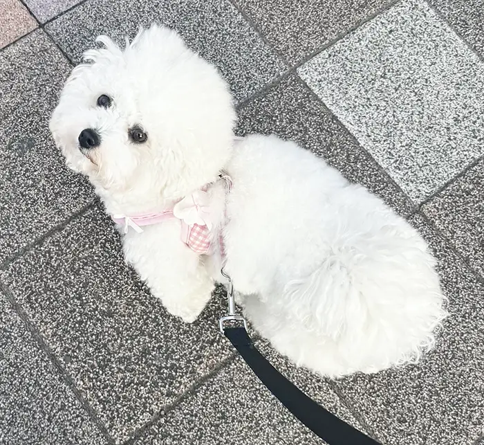 散歩するビションフリーゼの写真