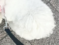 散歩するビションフリーゼの写真