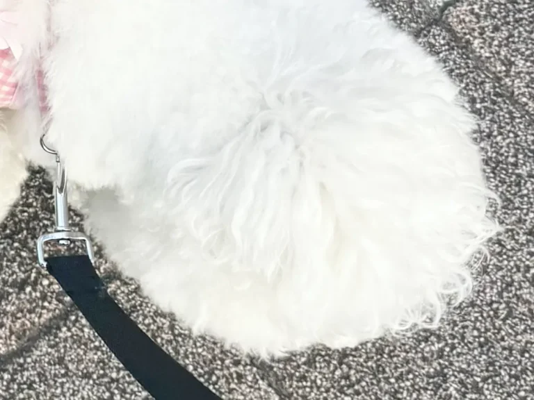 散歩するビションフリーゼの写真