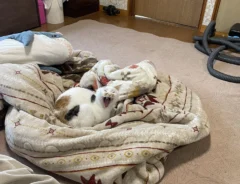 「実家に帰省したのに誰もいない」 留守番中の猫が見せた『大歓迎』な姿が？