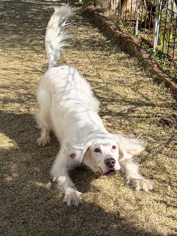 オモチャを投げてもらうのを待つ犬