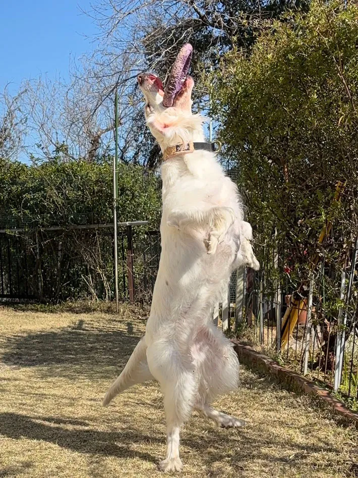 オモチャを投げてもらうのを待つ犬