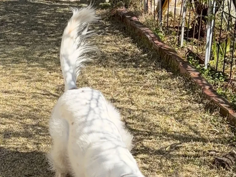 オモチャを投げてもらうのを待つ犬