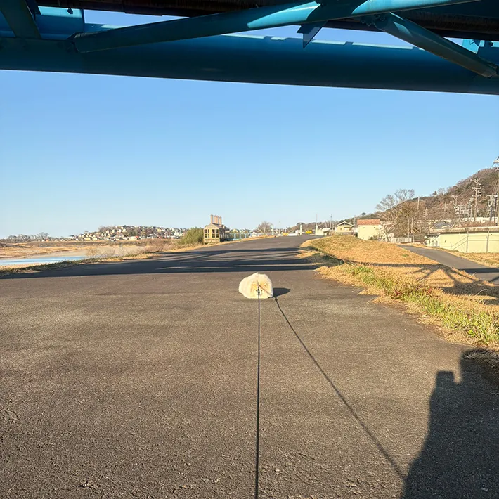 ポメラニアンの写真