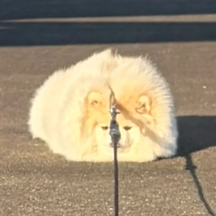 ポメラニアンの写真