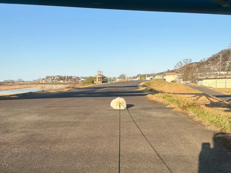 ポメラニアンの写真