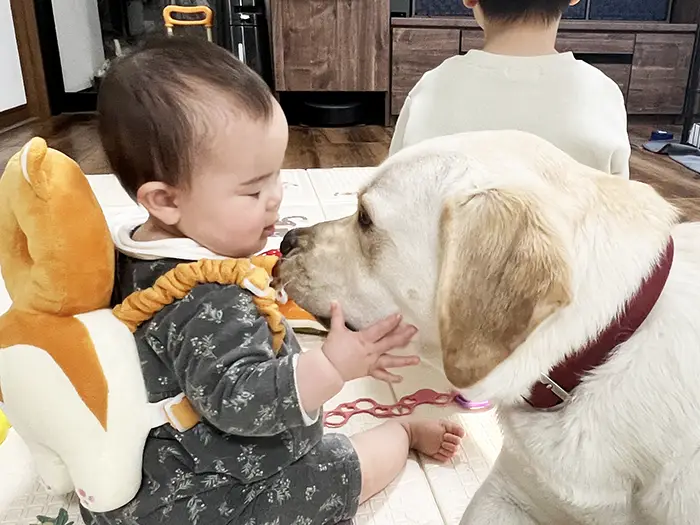 子供と遊びたいラブラドールレトリバーの写真