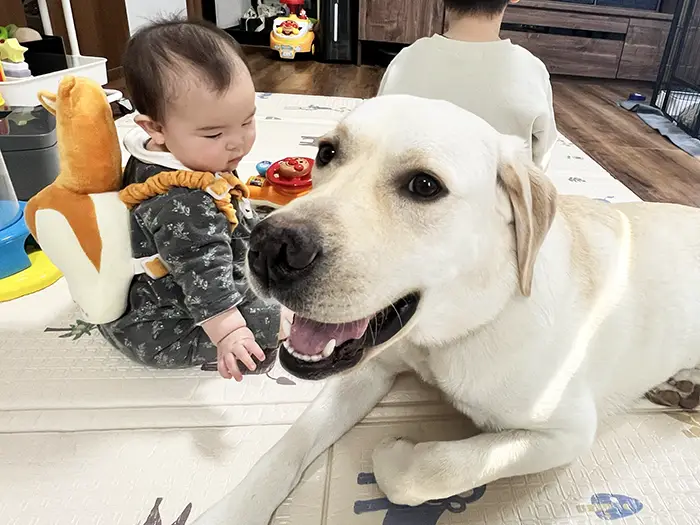 子供と遊びたいラブラドールレトリバーの写真